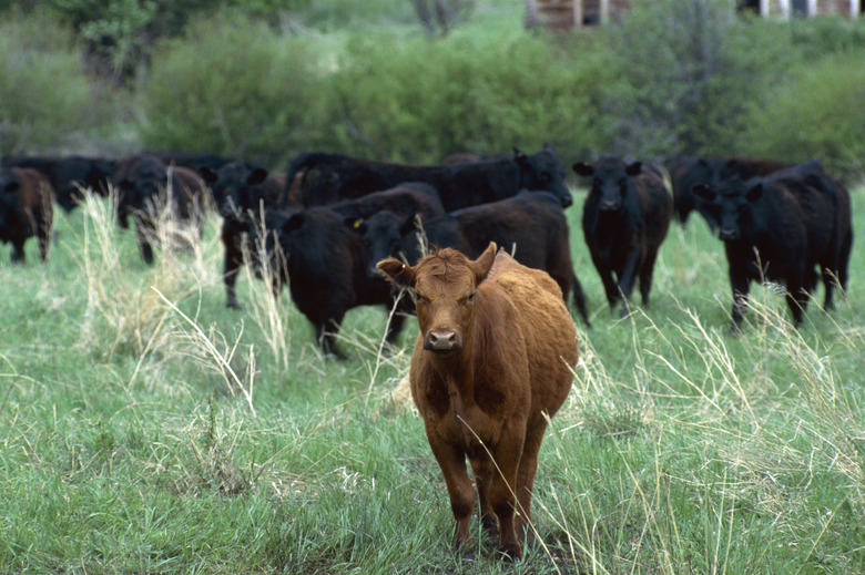 Red and black Angus cattle