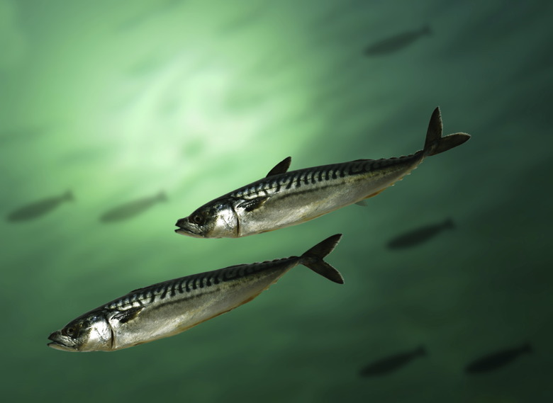 mackerel fish