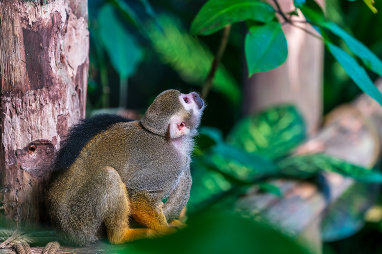 Squirrel monkey