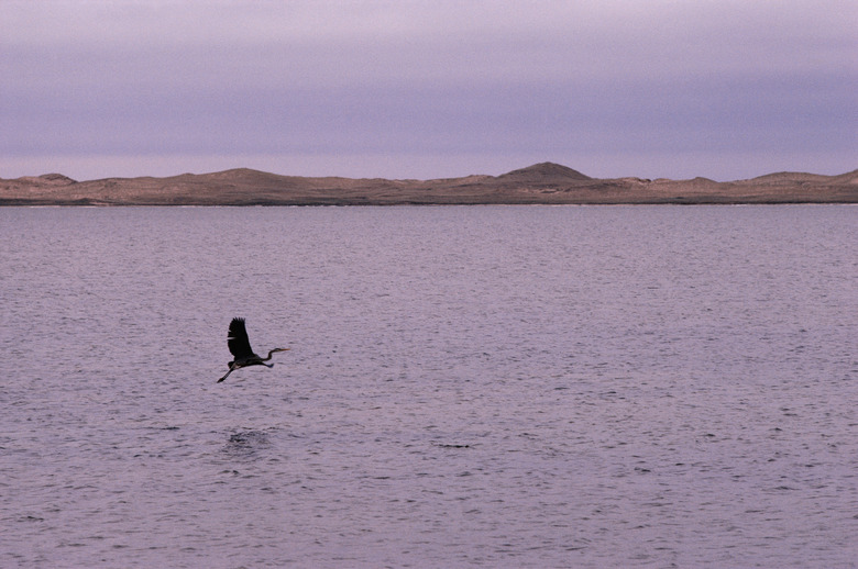 Great blue heron bird in flight over lake