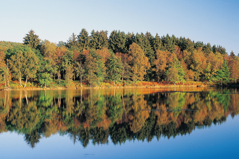 Lake with trees in autumn