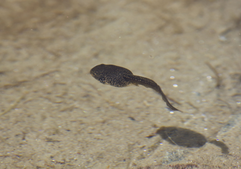 Tadpole and its shadow swims in the pond