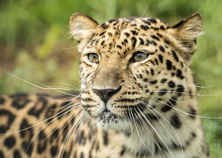 Portrait of amur leopard (panthera pardus orientalis)