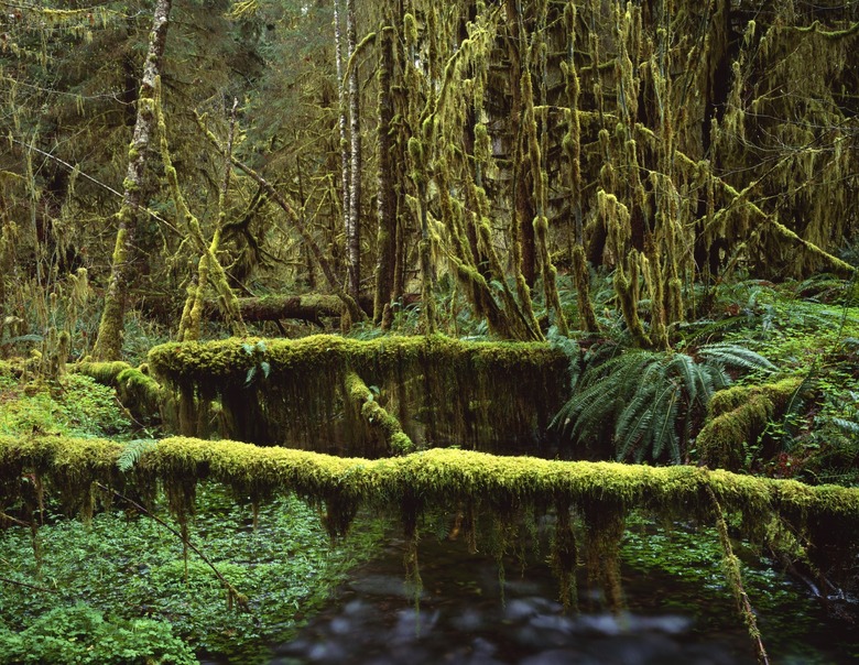 Mossy logs in rainforest