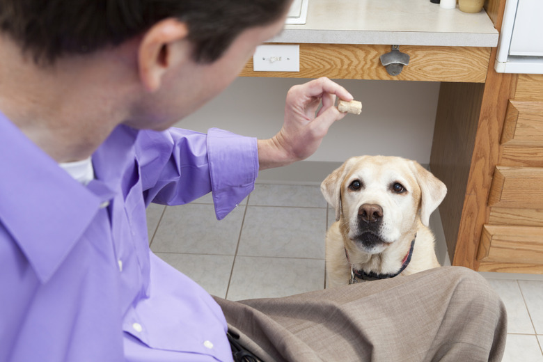 Man with spinal cord injury offering a treat to his service dog