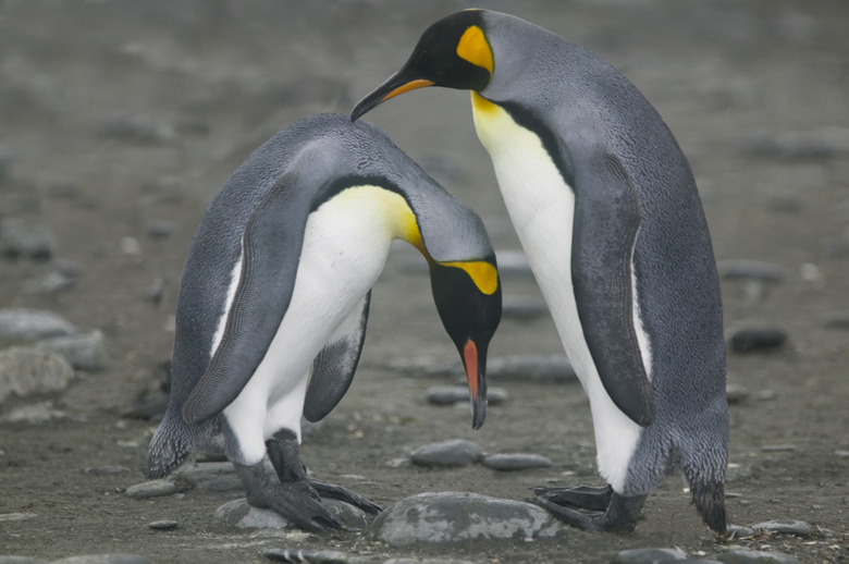 King Penguins Engaging in Mating Ritual