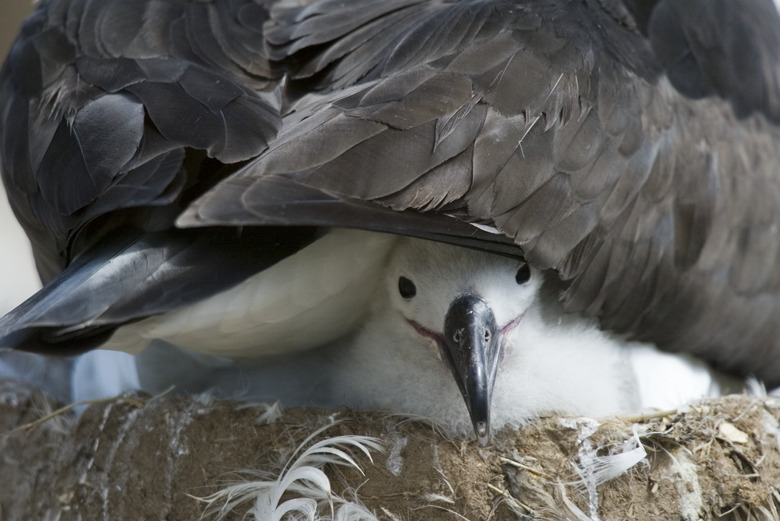 Black-browed Albatross Chick Peeking Out