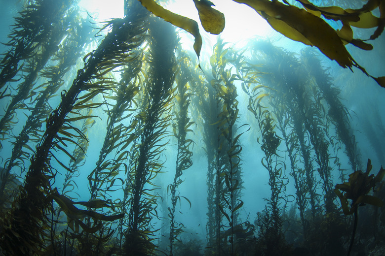 Backlit Kelp Forest