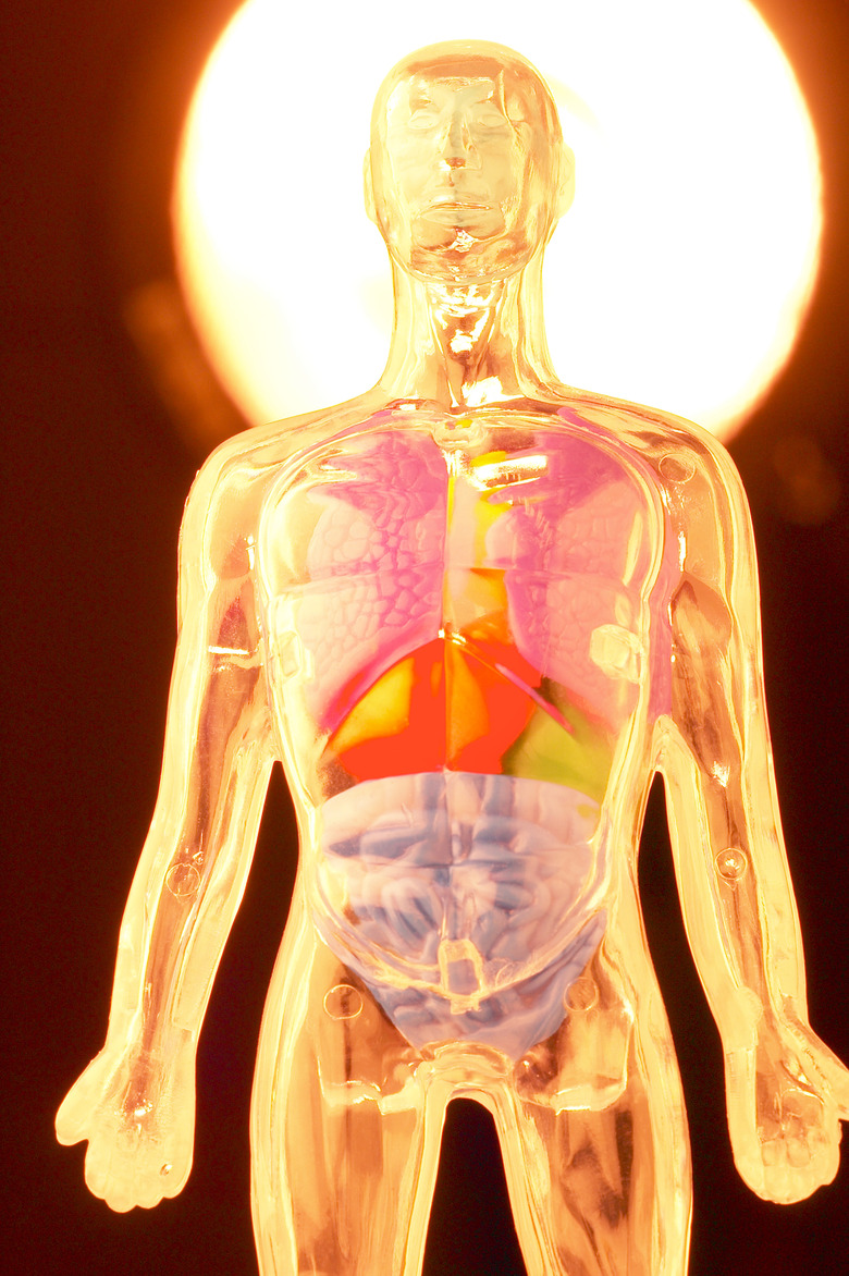 Anatomical model