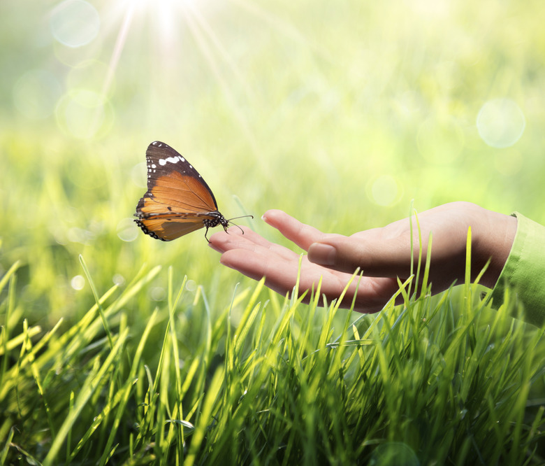 butterfly in hand on grass