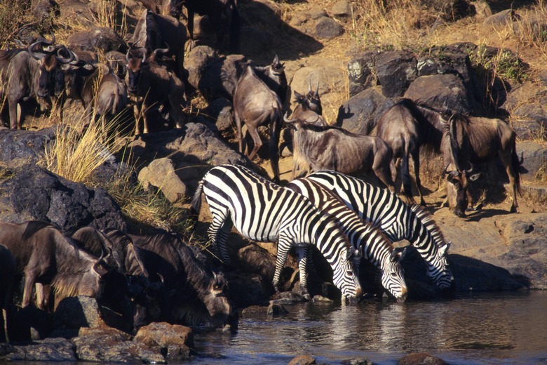 A Herd of Gnus and Zebras Drinking Water, Side View