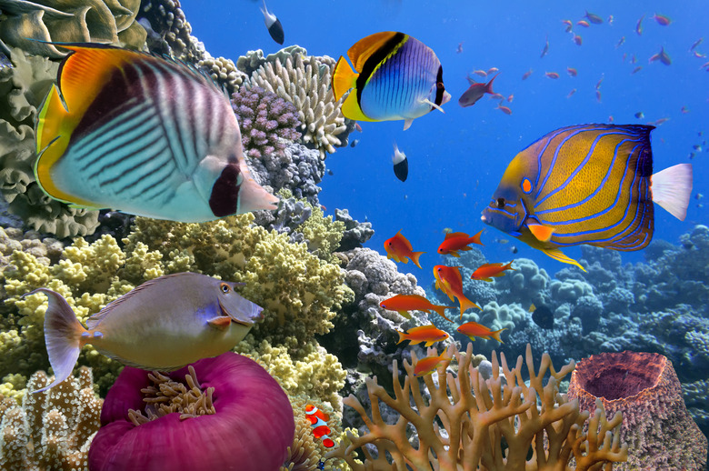 Underwater scene, showing different colorful fishes swimming