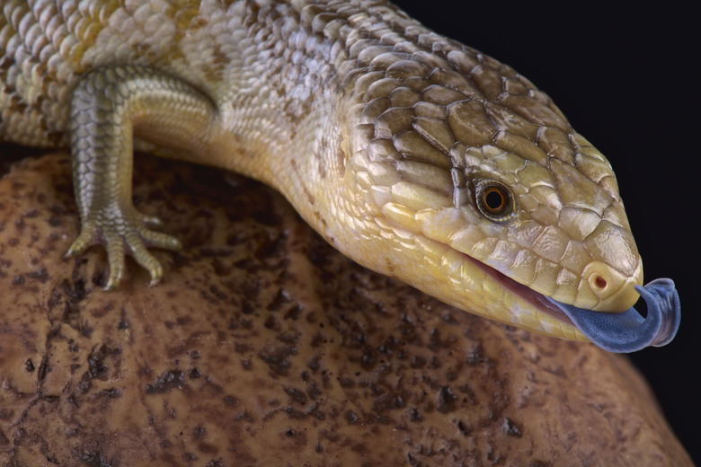 Tanimbar blue tongue skink  (Tiliqua scindions chimaerea)