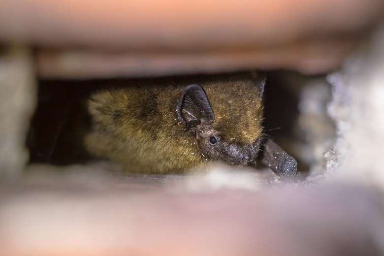 Hibernating pipistrelle bat in wall