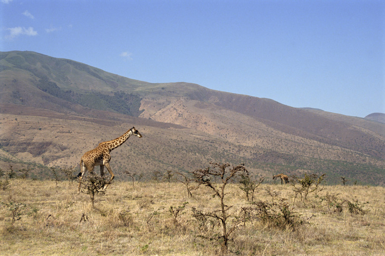 Kenyan giraffe