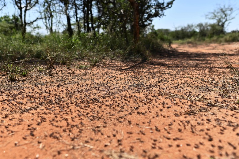 KENYA-LOCUST-ENVIRONMENT-FOOD