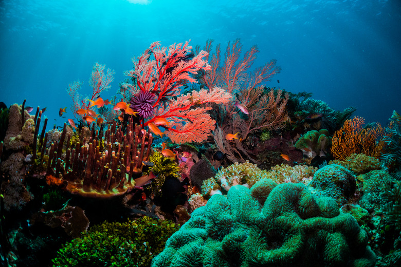 Colourful coral scene underwater with fish and divers