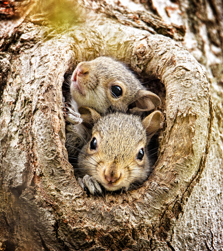 Two Curious Baby Squirrels