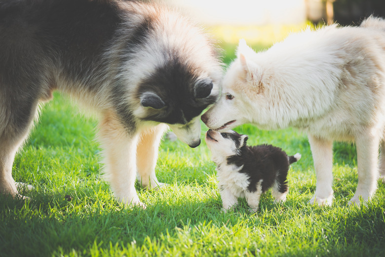 family of siberian husky dog playing on green grass