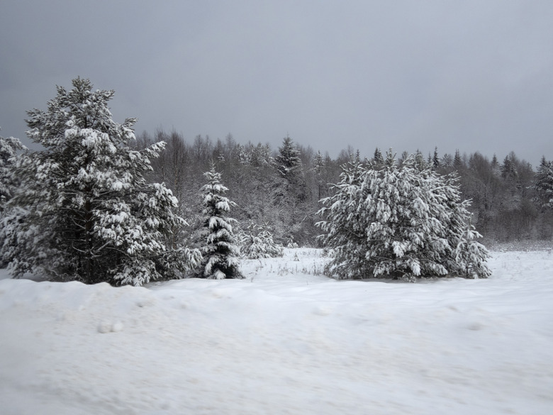 cold day in the snowy winter forest