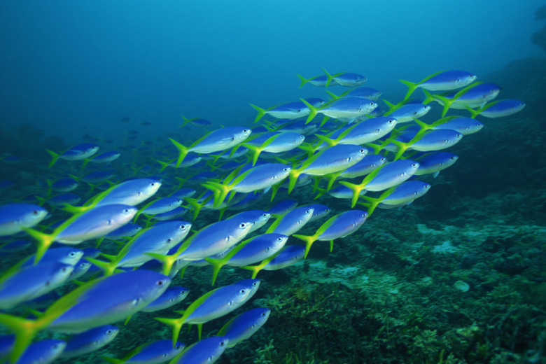 Yellowback fusiliers schooling to feed on zooplankton , Malaysia