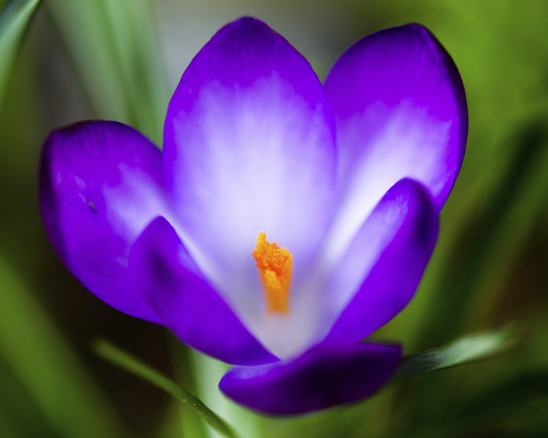 Purple Crocus Flower