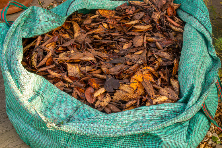 Bag of leaves collected for composting