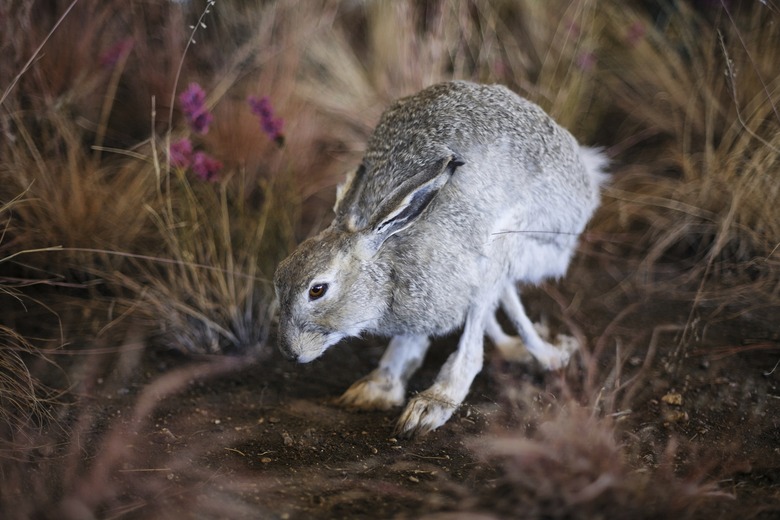 American Jack Rabbit - Prairie Bunny