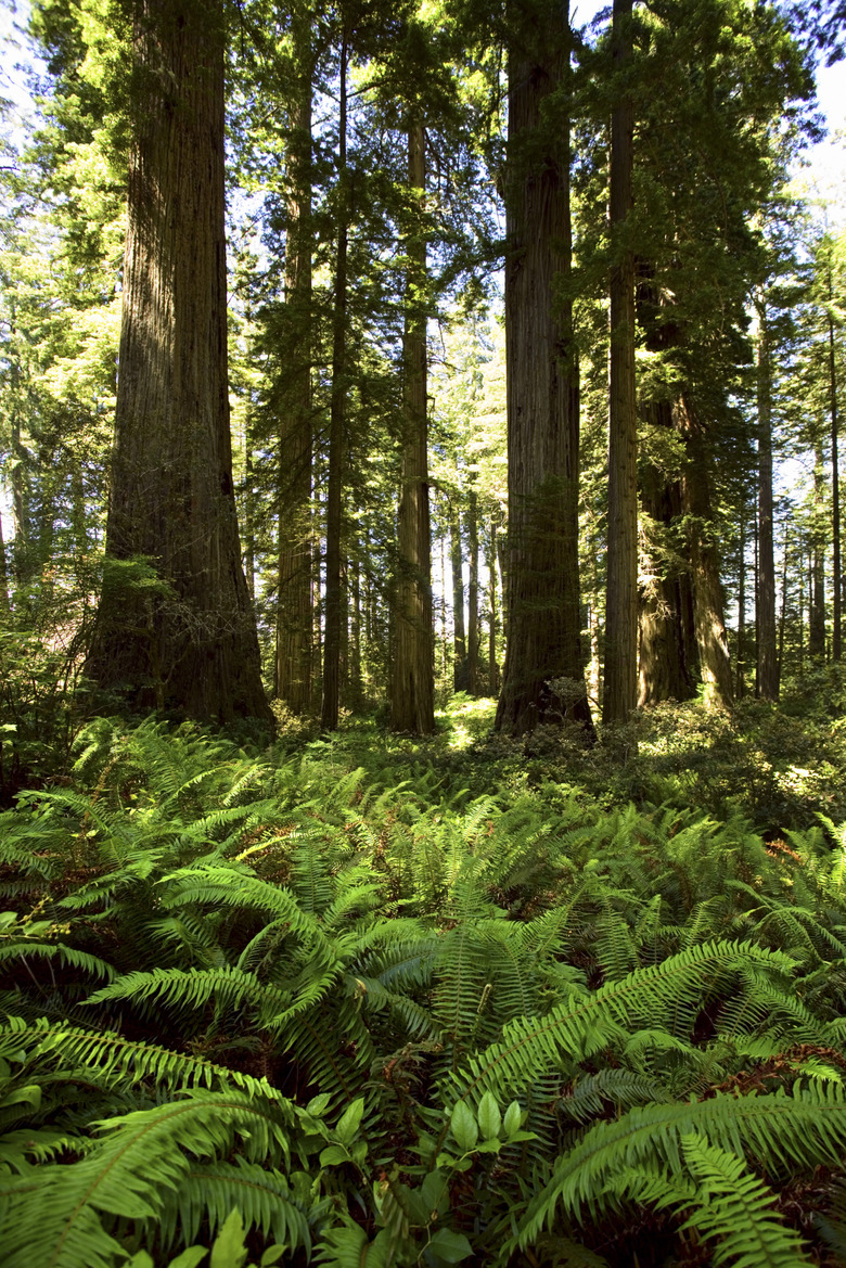 Redwoods National Park, California