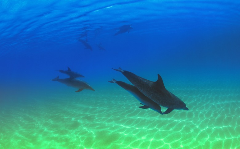 Atlantic spotted dolphins