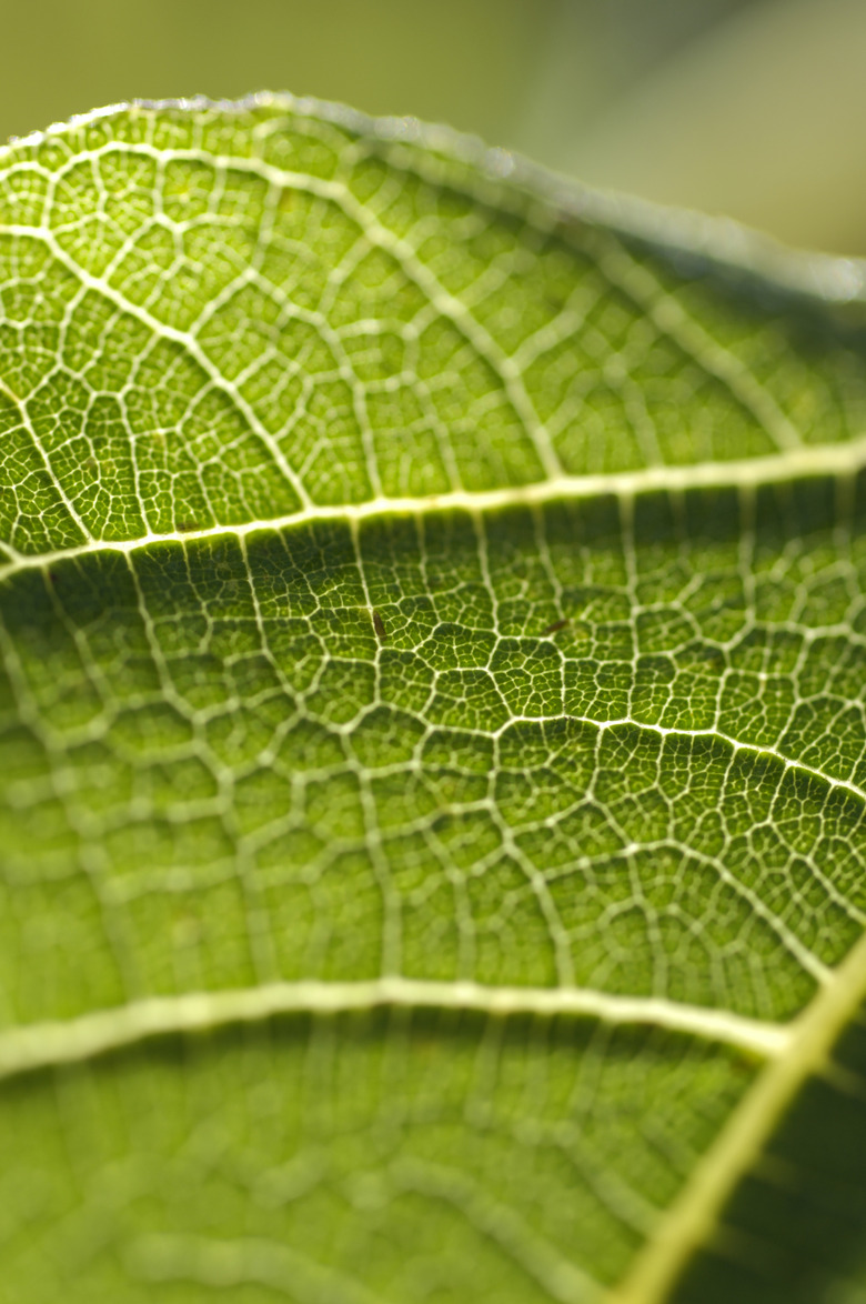 Fig leaf detail (differential focus)