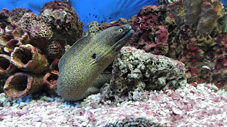 Moray eel fish.