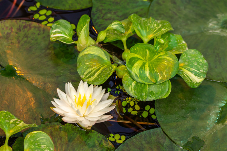 Blossom water lily among large green leaves, white lotus flower blossoming, natural flower in the pond