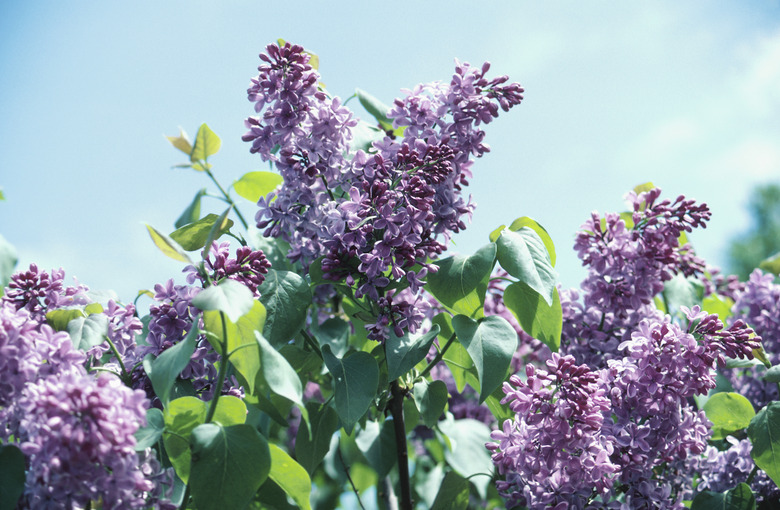 Lilacs