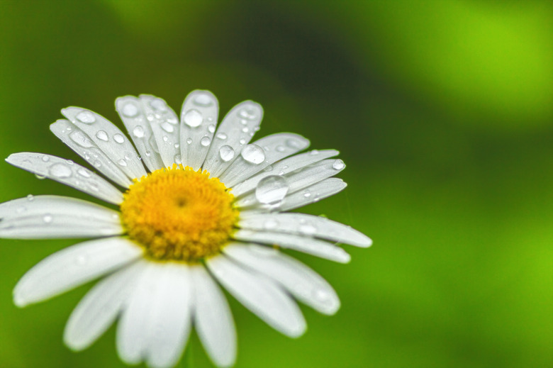 Transparent raindrops on the petals of a daisy flower close-up in the sun. Copyspace