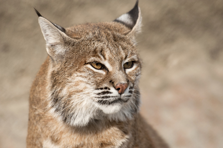 Bobcat - (lynx rufus)