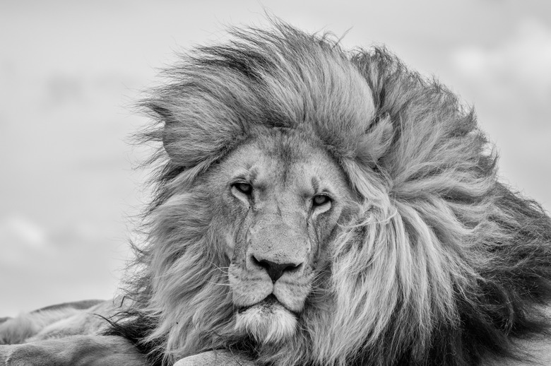 Closeup of a majestic young brown lion during a South African Safari