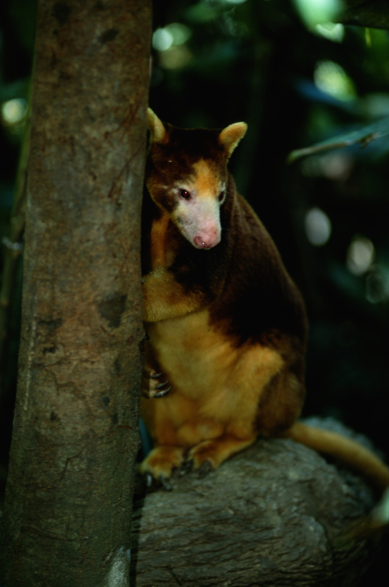 Antilopine kangaroo (Macropus antilopinus) sitting, Australia