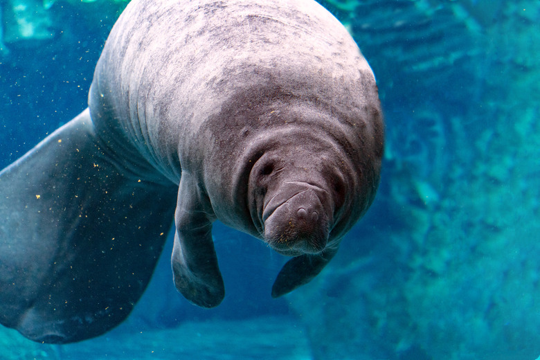 newborn baby manatee close up portrait