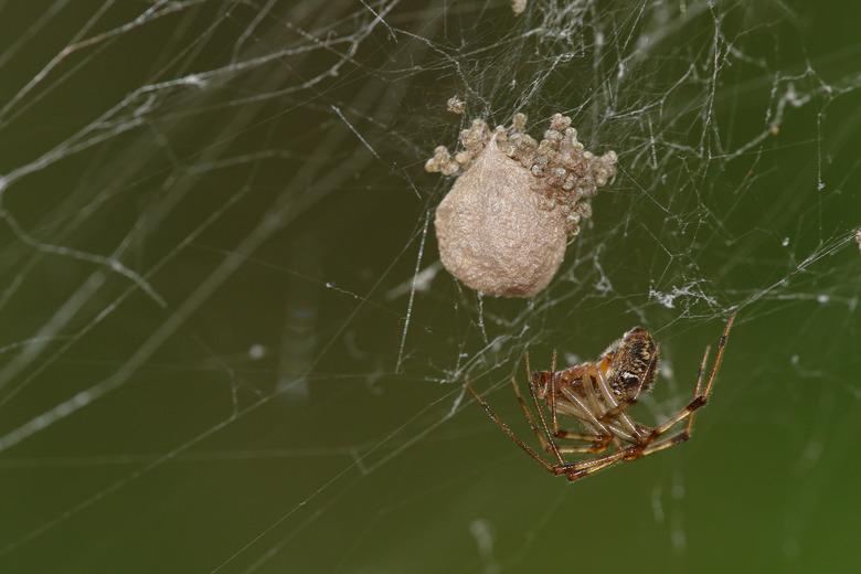 Spider on web with babies and egg sack