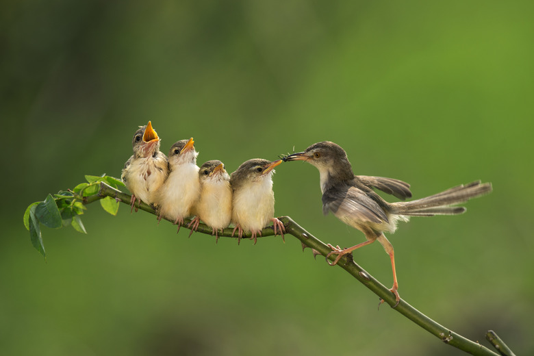 Bar-winged Prinia ( Cisticolidae )2