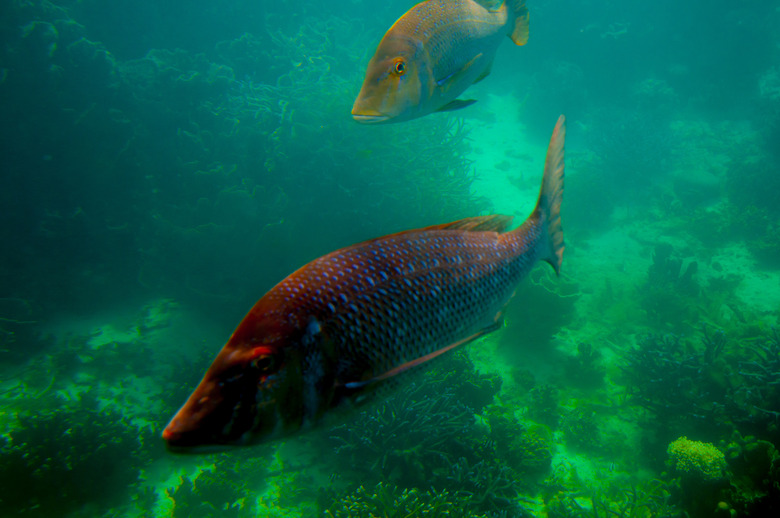 Spangled Emperor (Green Snapper)