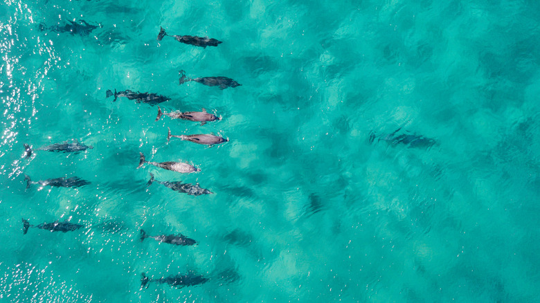 pod of dolphins