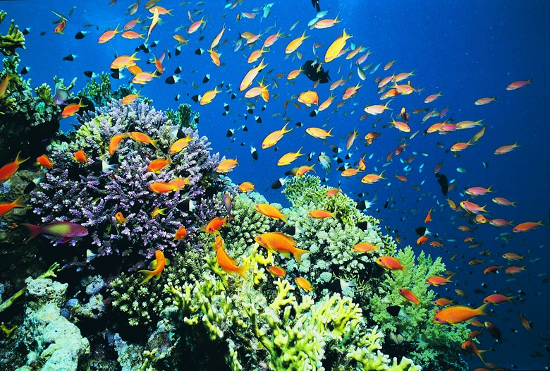 Coral Reef, Red Sea