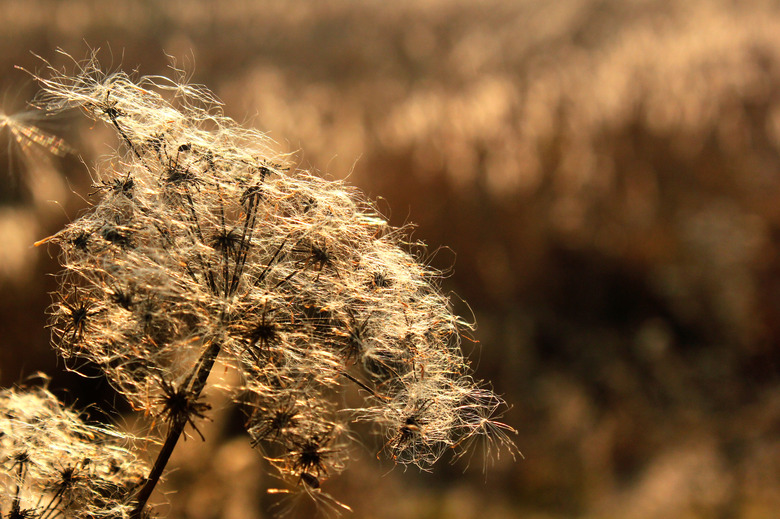 Cattail fluff on dry wild flowers in late autumn