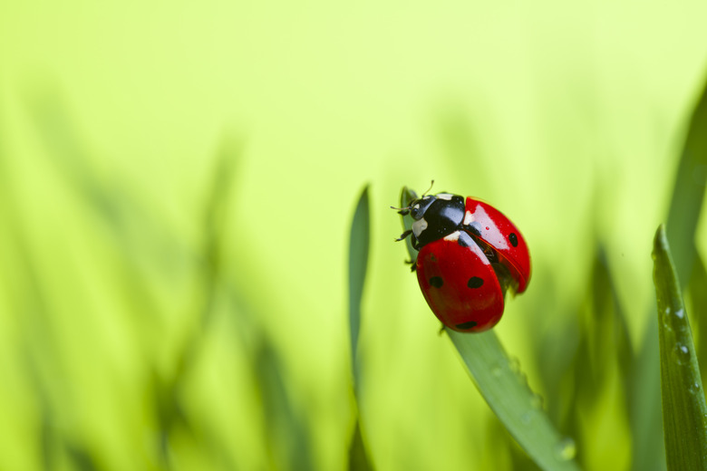 Ladybug on leaf