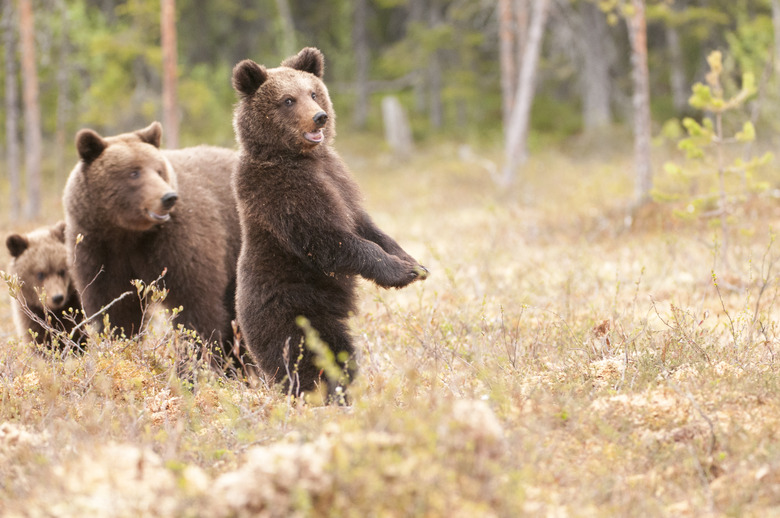 How to Measure a Bear's Weight From Its Foot Size