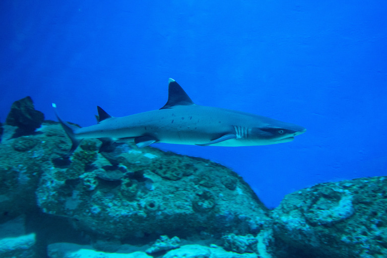 Shark at the bottom of the marine aquarium.