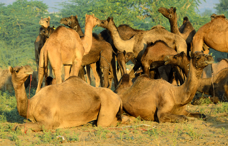 Pushkar Cattle Fair in Rajasthan