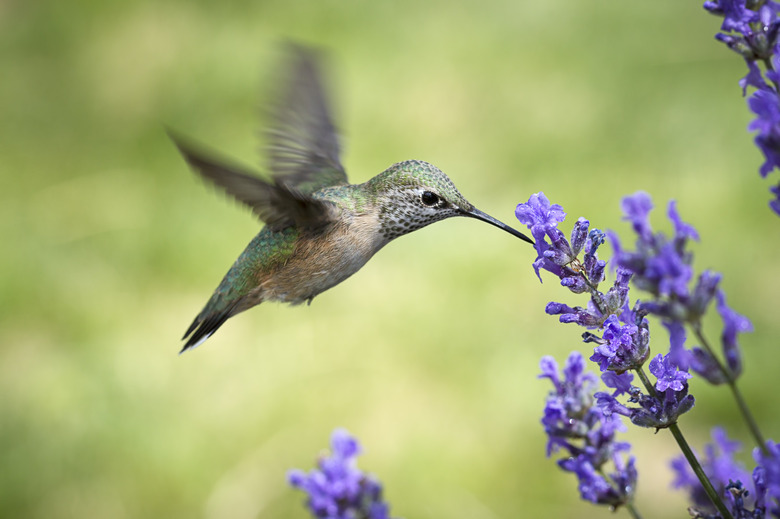 Female rufous hummingbird drinks from flower.